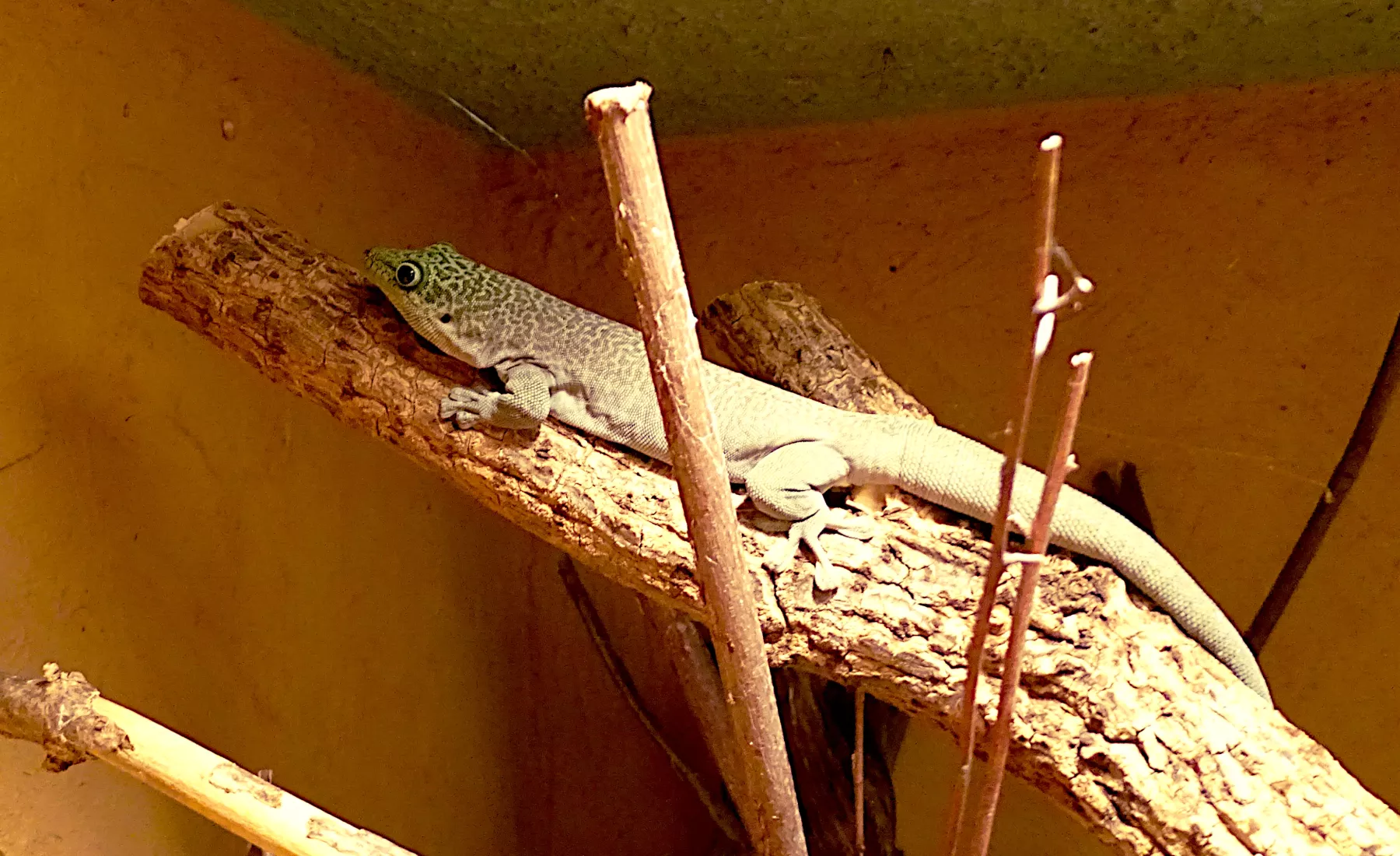 Gecko im Tierpark