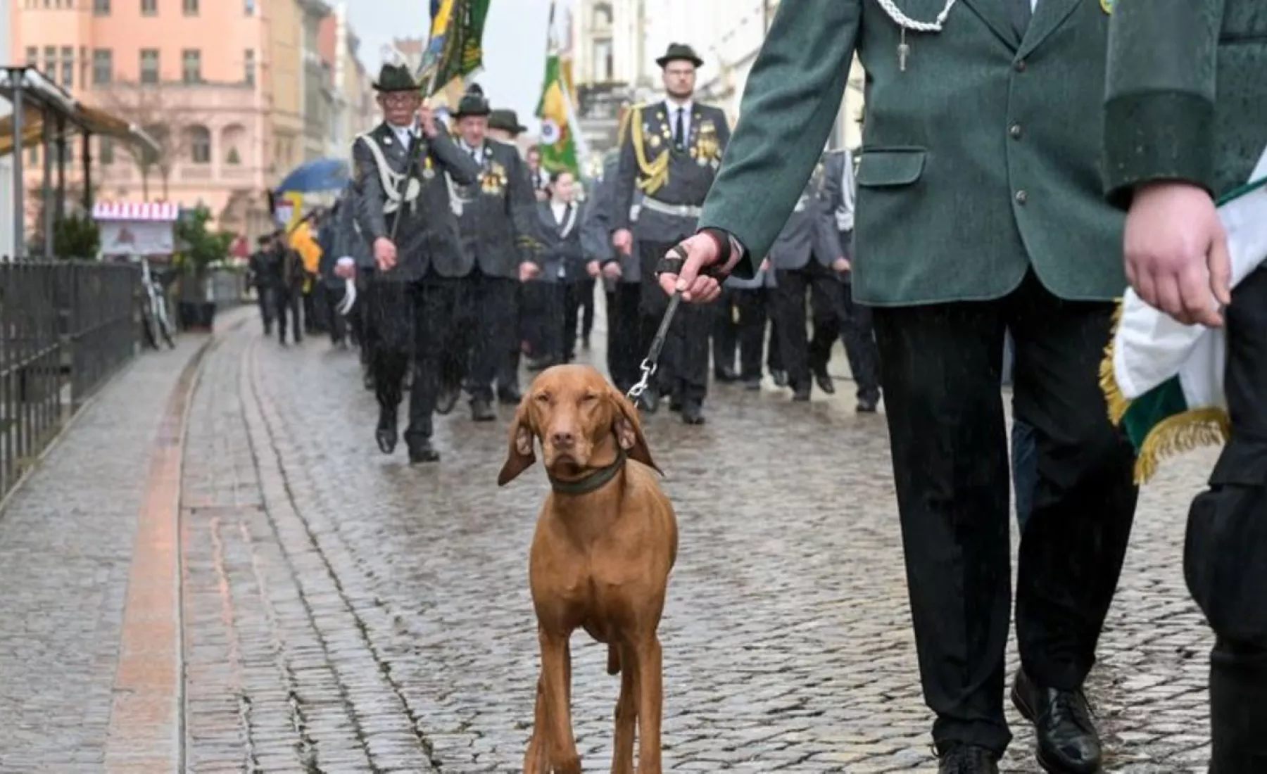 Symbolbild: Ein Hund läuft beim Festumzug zum 33. Verbandstag des Landesschützenverbandes durch die Innenstadt. 