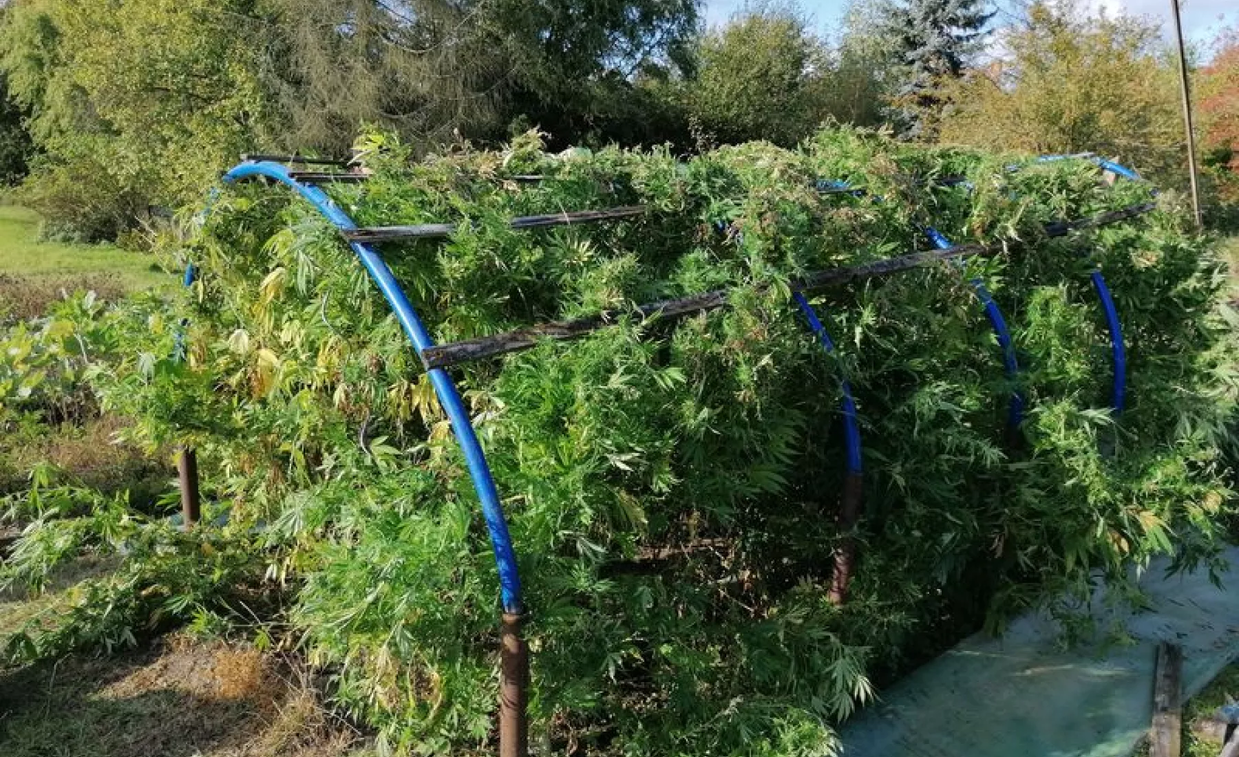 Cannabisplantage in Garten