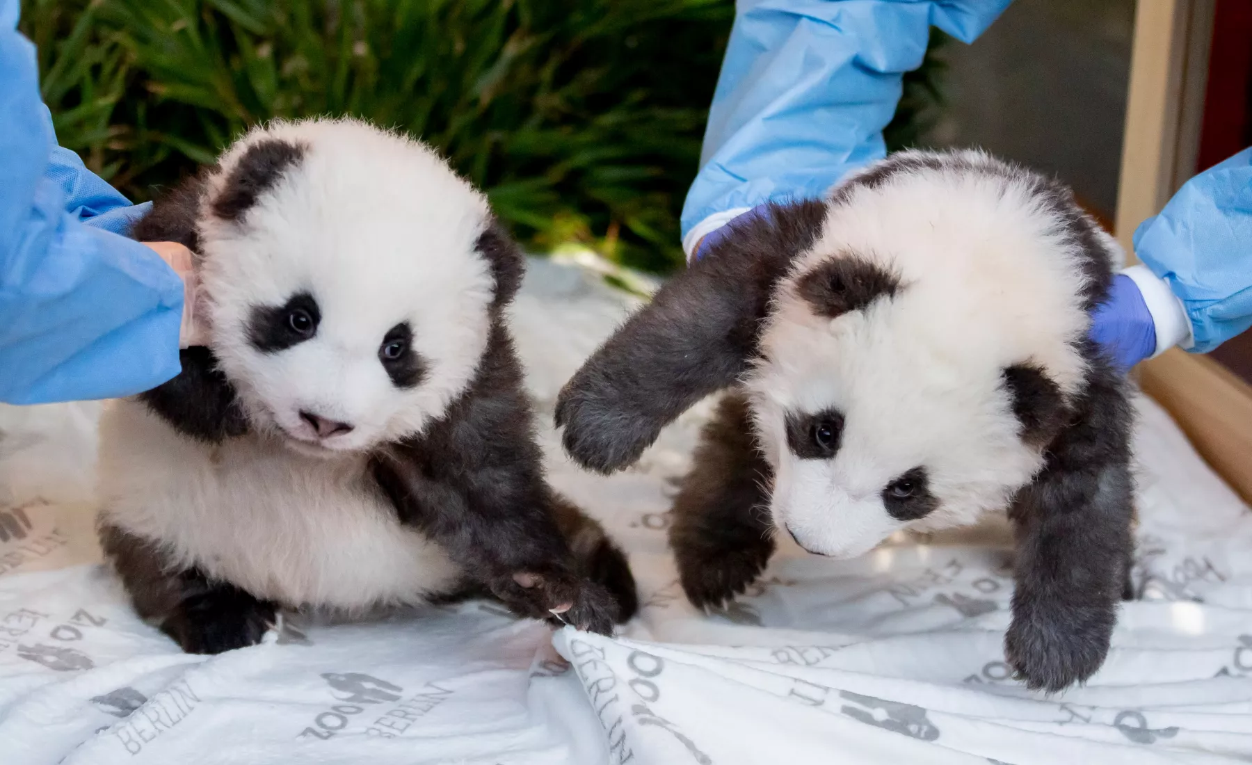 Panda Zwillinge
