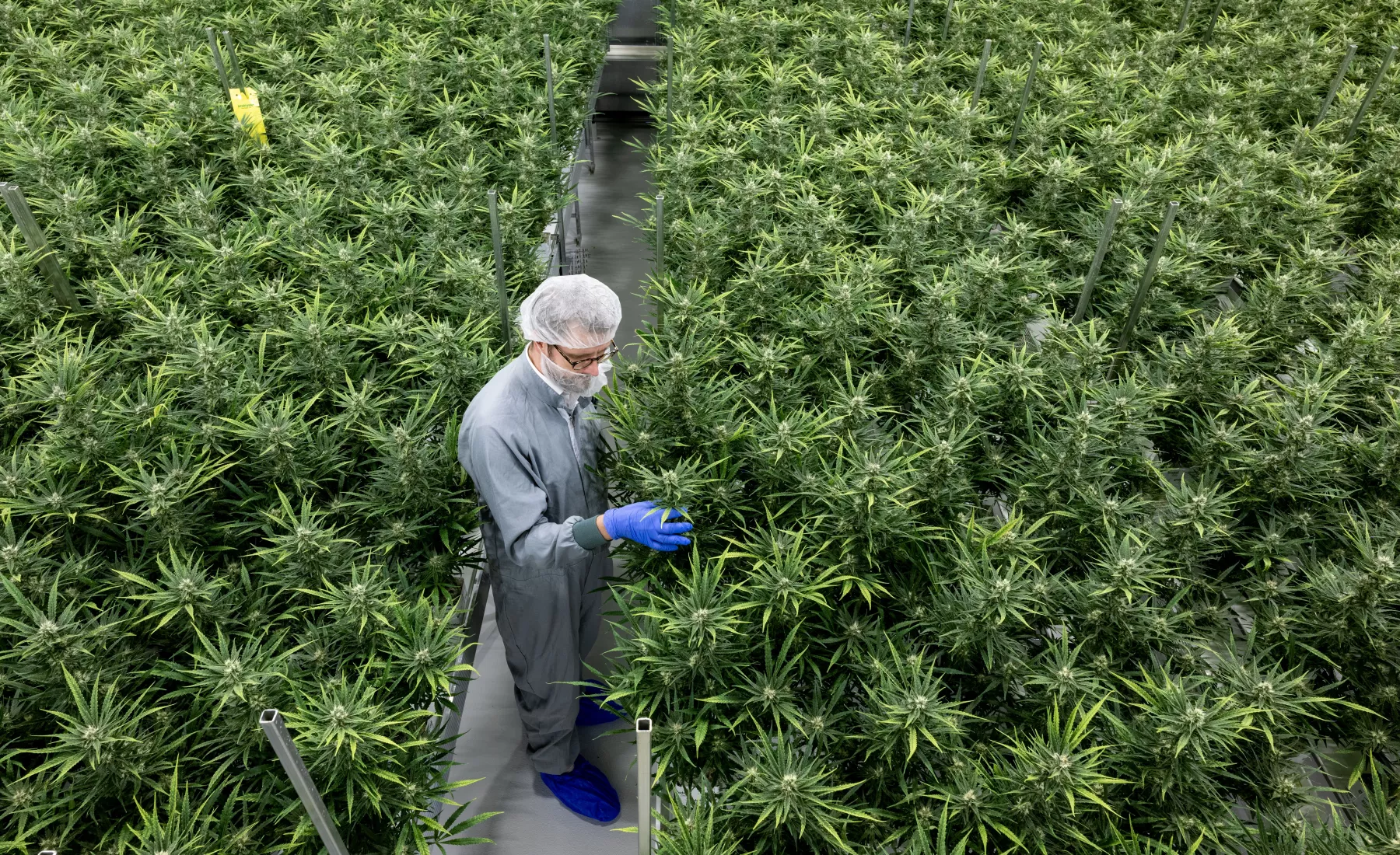 Cannabis-Produktion in Leuna