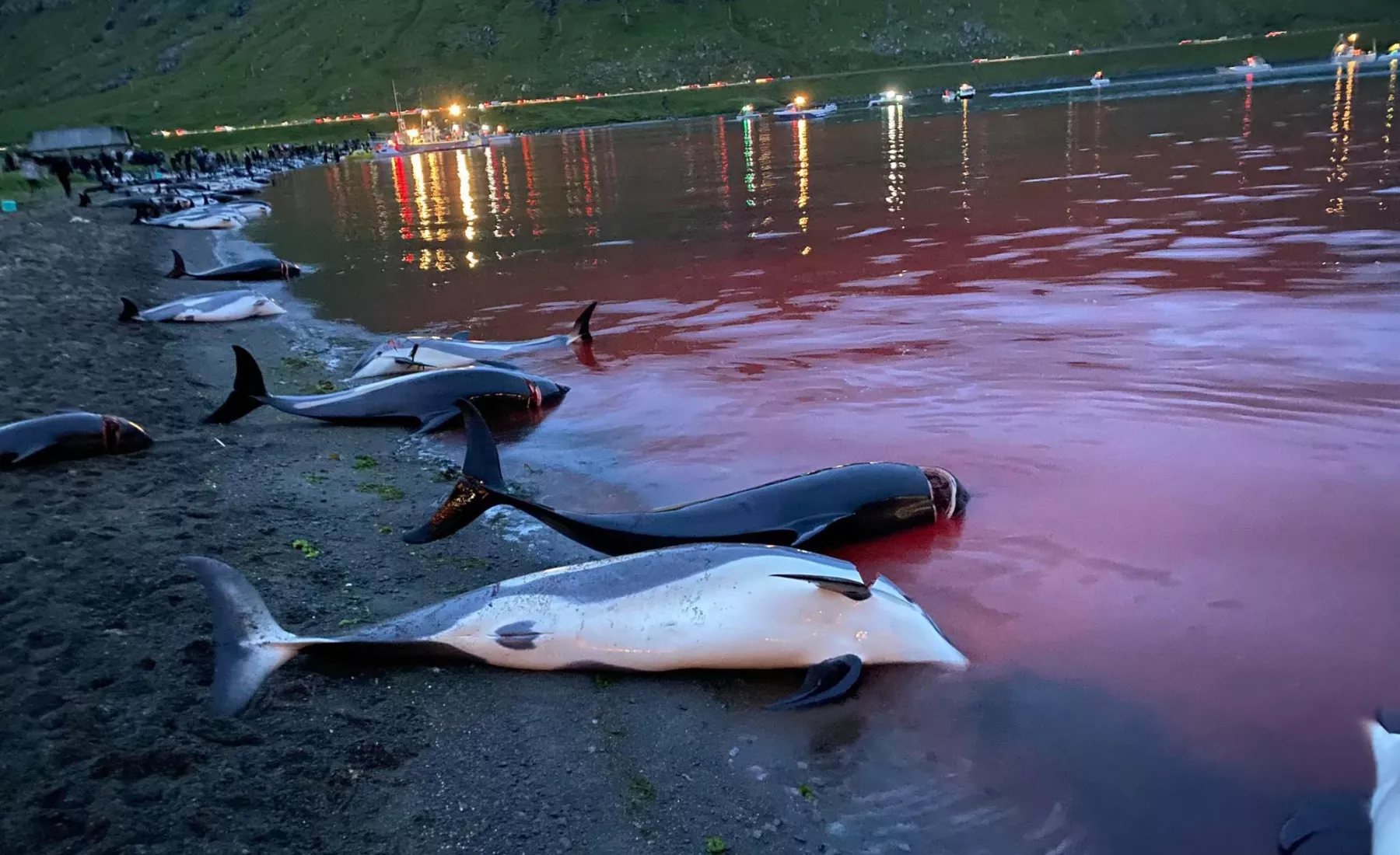 Delfinjagd auf den Färöer-Inseln