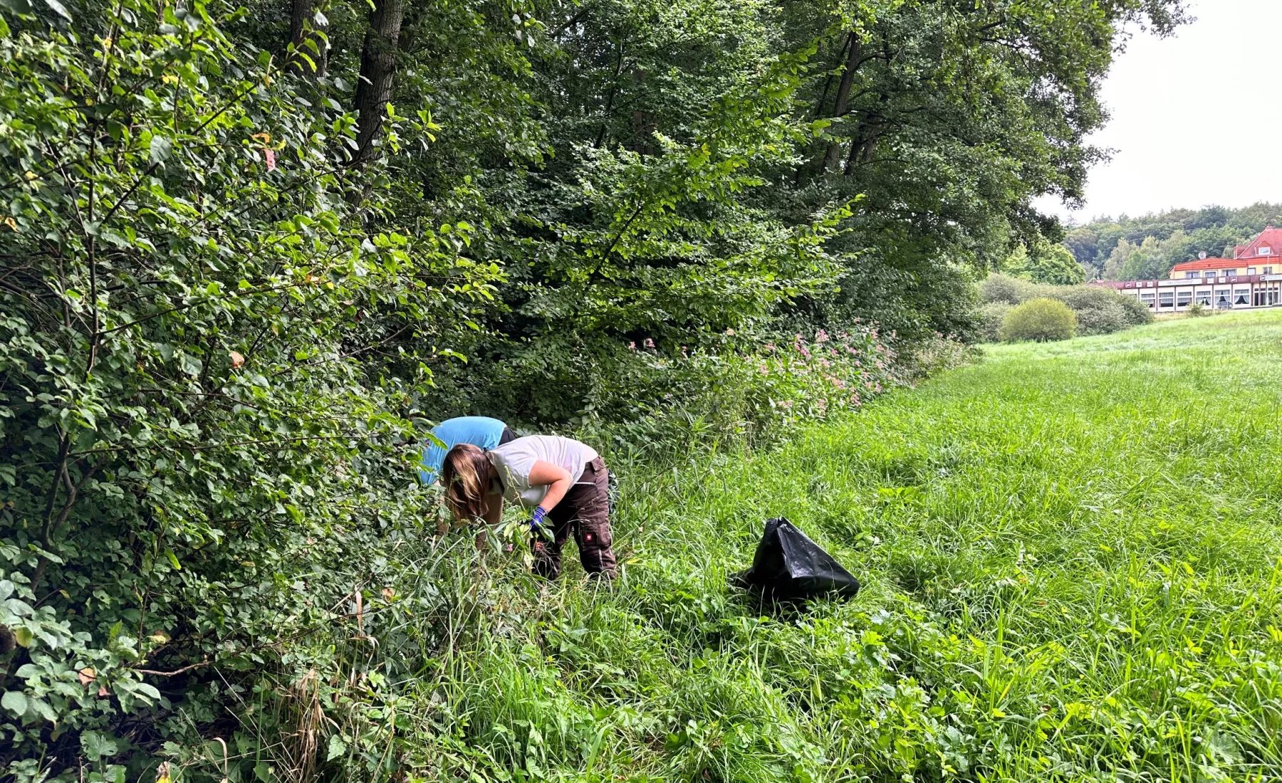 Zwei Menschen reißen im Feld Büsche Drüsige Springkraut aus 