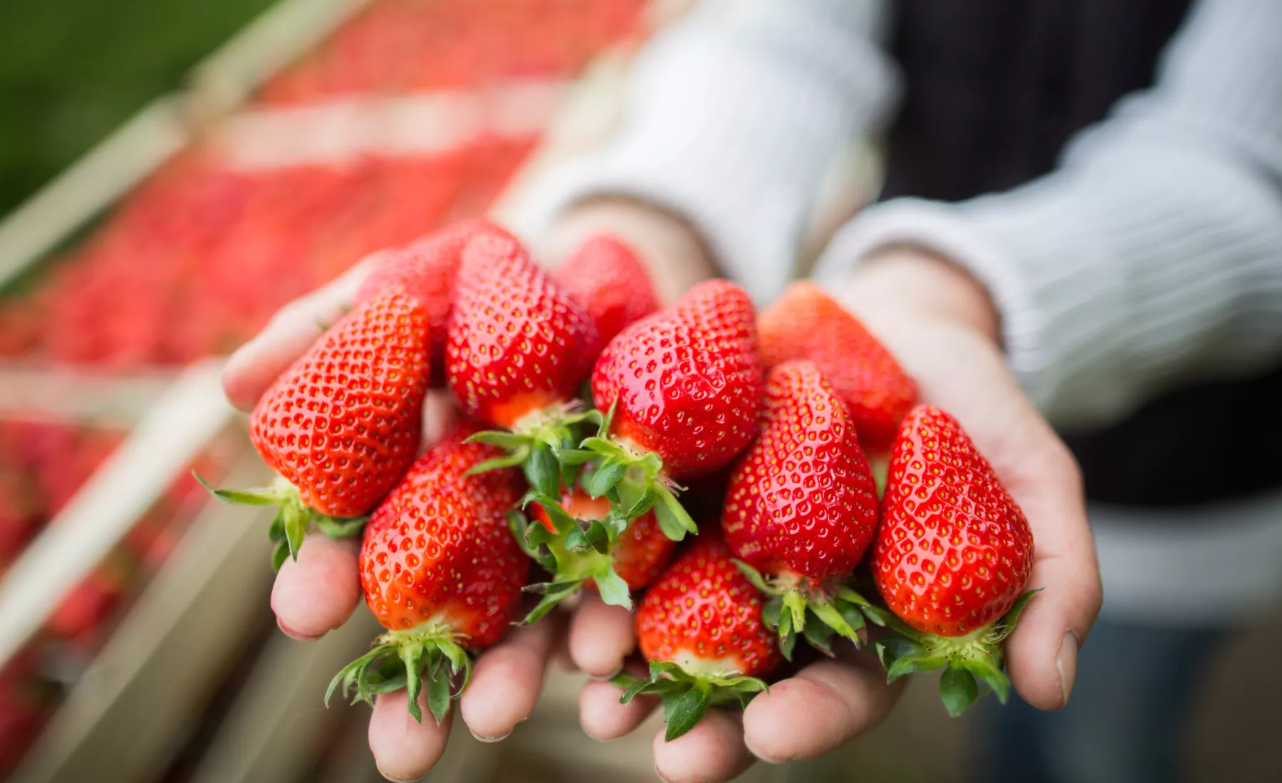 Erntehelferin hält frisch geerntete Erdbeeren in den Händen