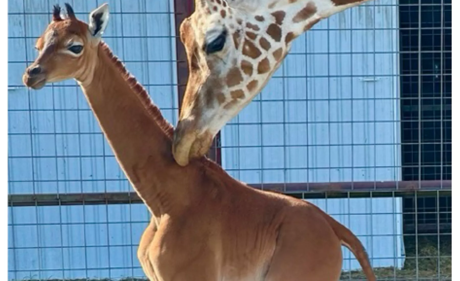 Giraffe ohne Flecken