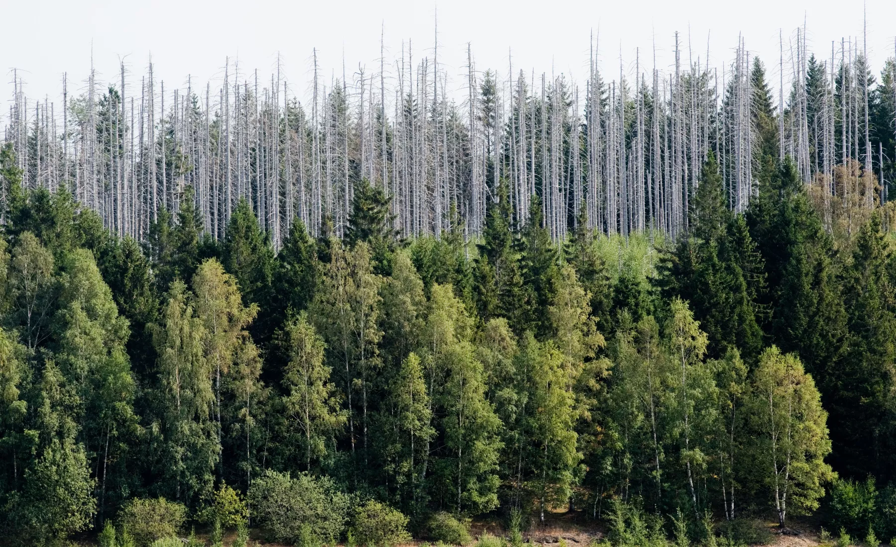 Vom Borkenkäfer zerstörte Fichten stehen im Nationalpark Harz.