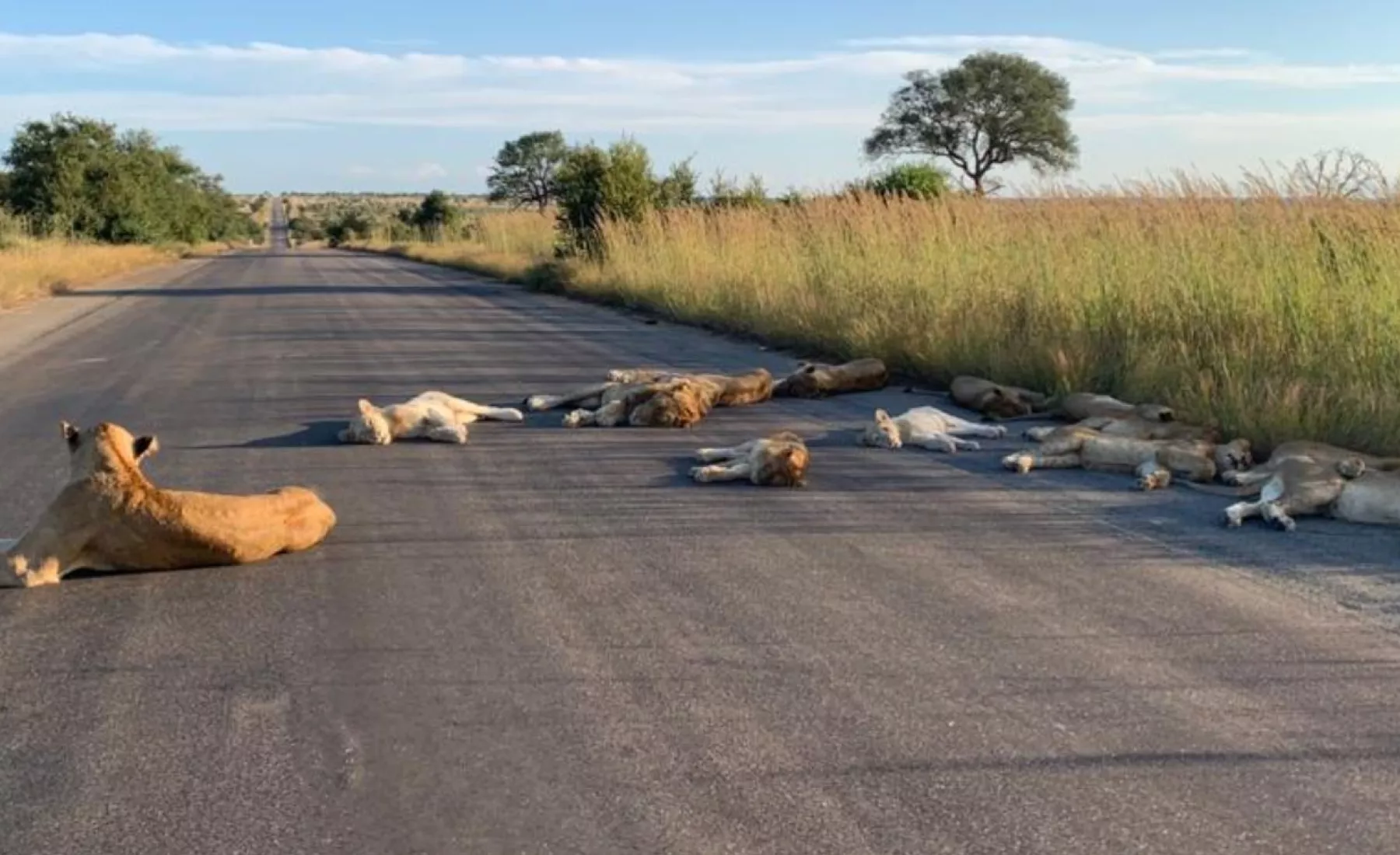 Löwen liegen auf einer Straße im Kruger Nationalpark