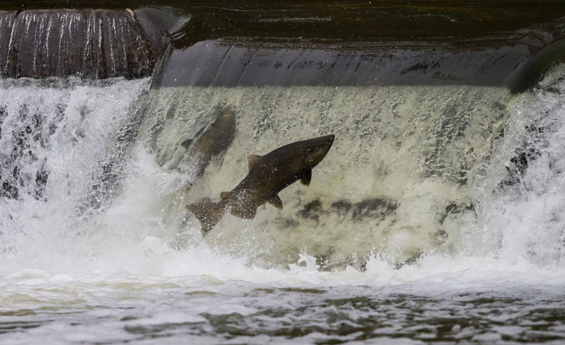 Symbolbild: Lachs versucht über einen Damm zu springen