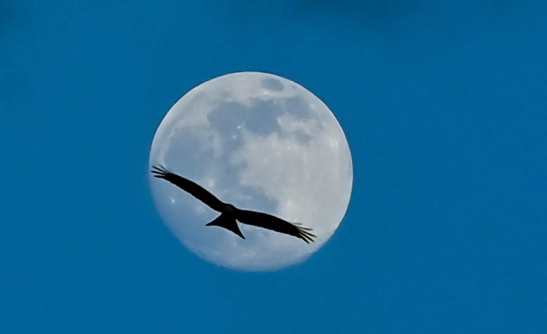 Ein Rotmilan kreist am Himmel mit dem zunehmenden Mond.
