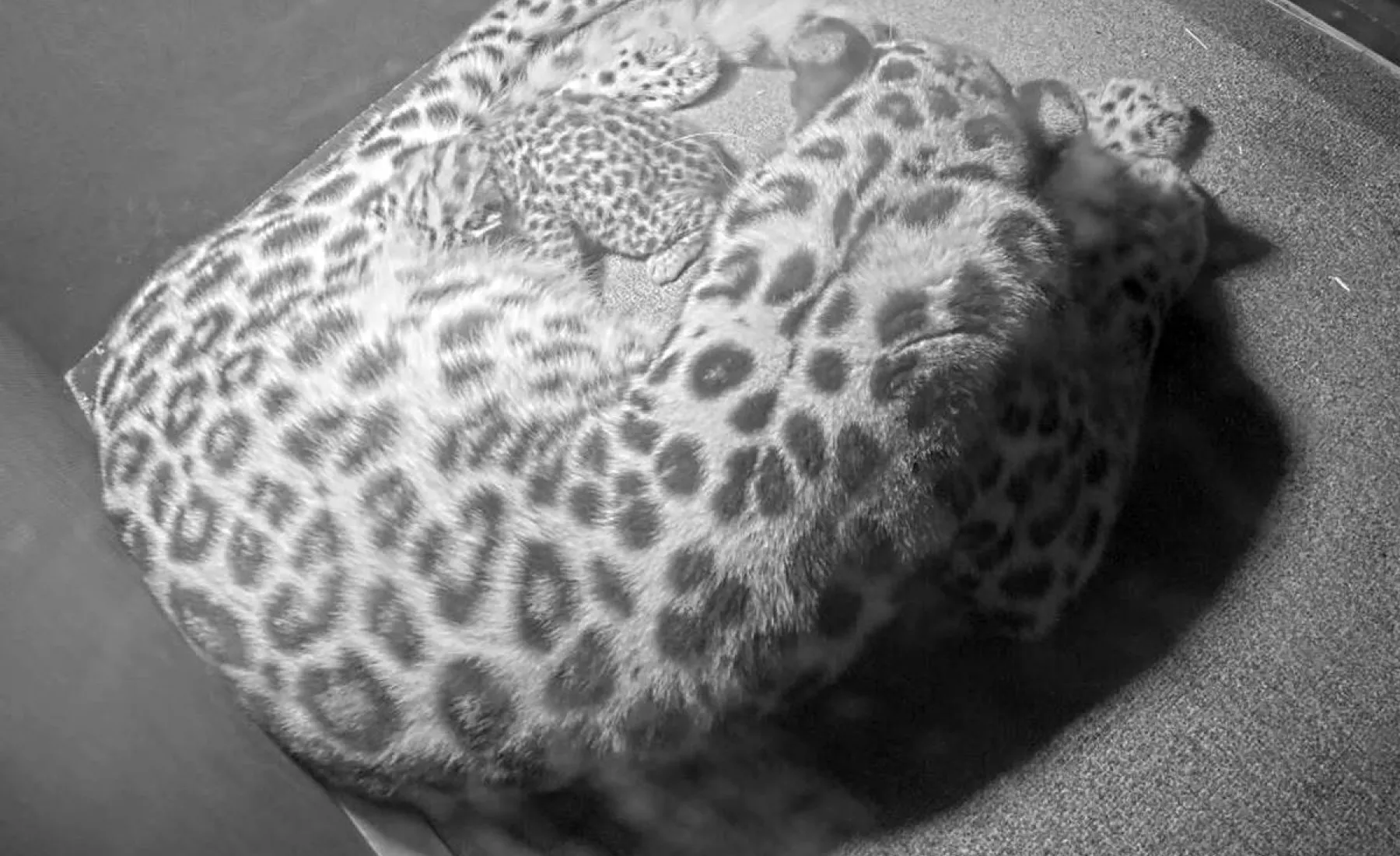 Nachwuchs im Leipziger Zoo: Seltener Amurleoparde geboren