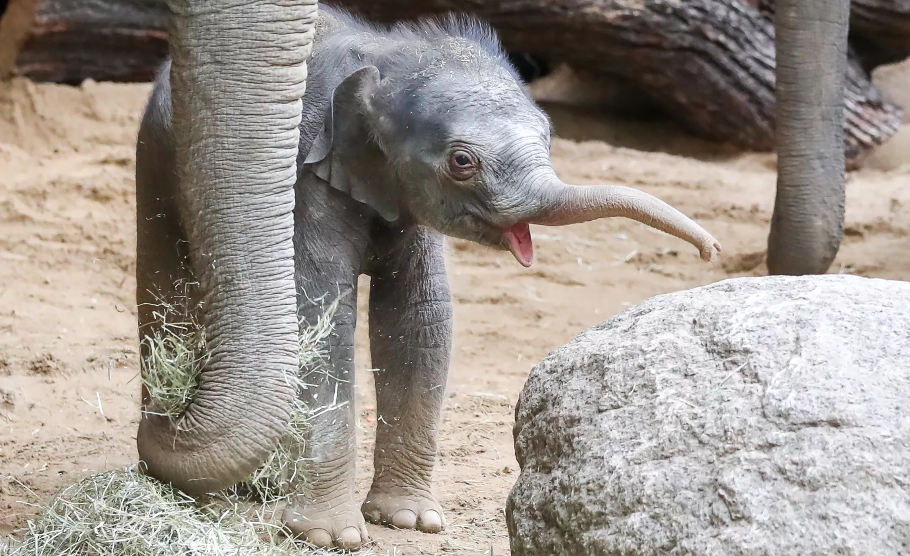 Namenstaufe Elefantenbaby im Zoo Leipzig