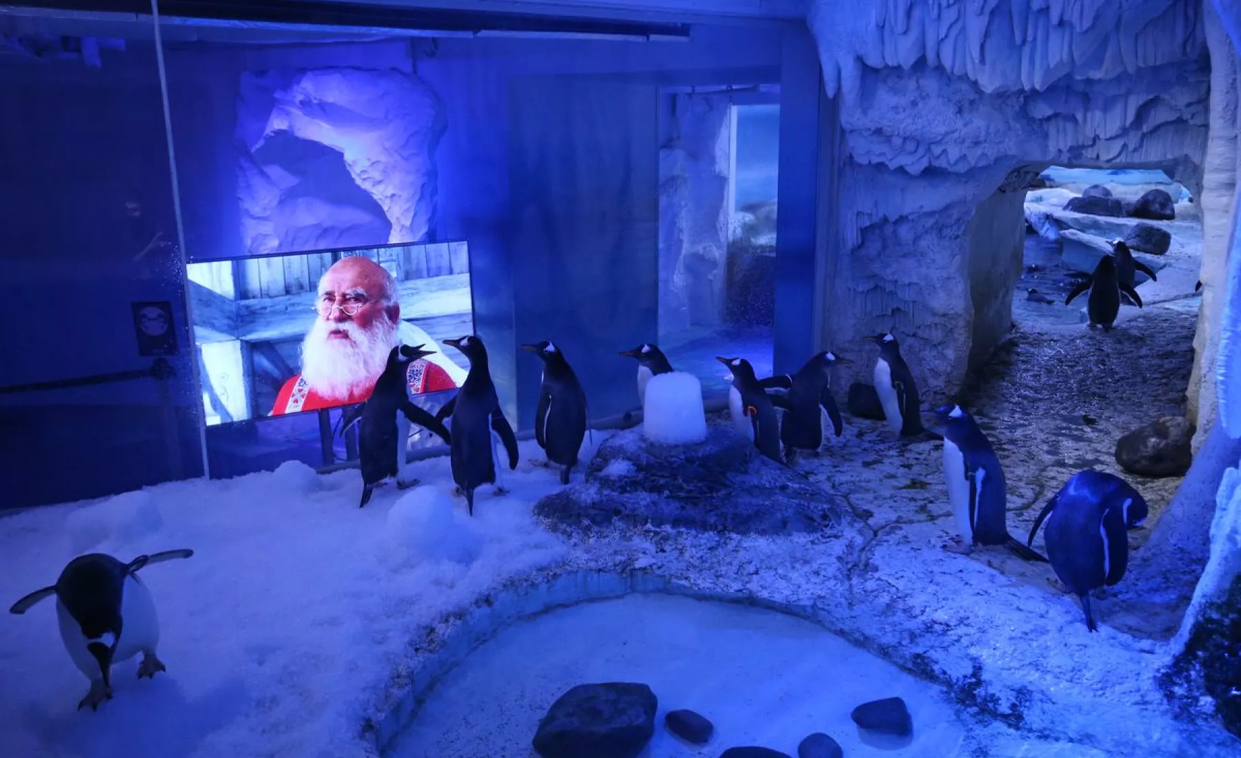 Pinguine schauen Weihnachtsfilme