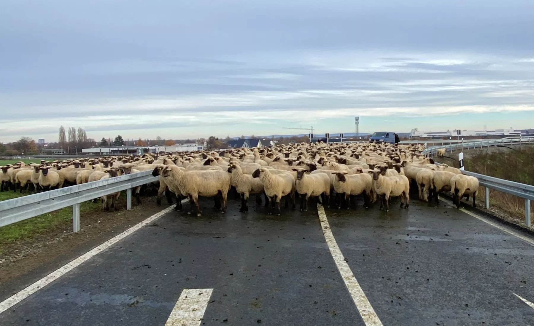 Schafe auf der Autobahn