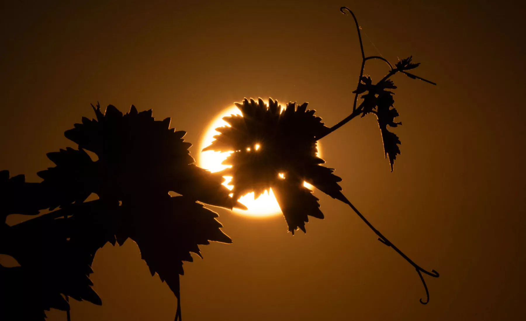 Symbolbild: Sonne geht hinter Blättern einer Weinrebe auf