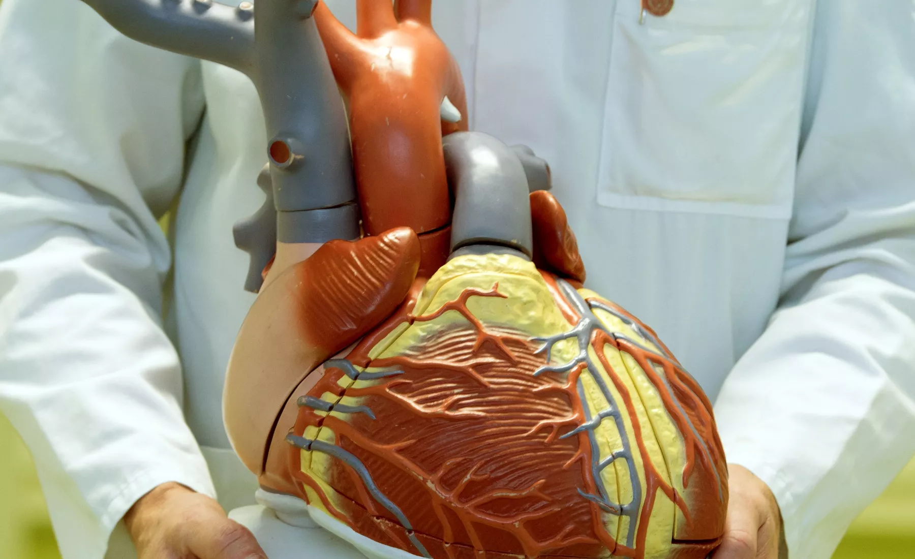 Anatomisches Modell des menschlichen Herzens