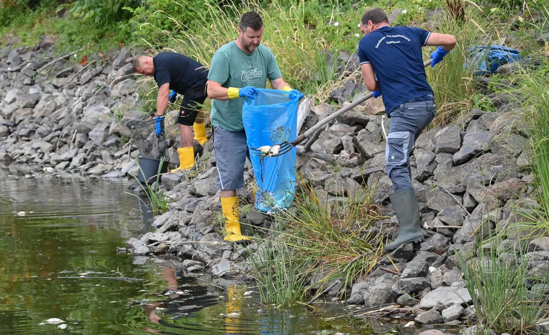 Drei Männer holen nach einer Umweltkatastrophe tote Fische aus der Oder