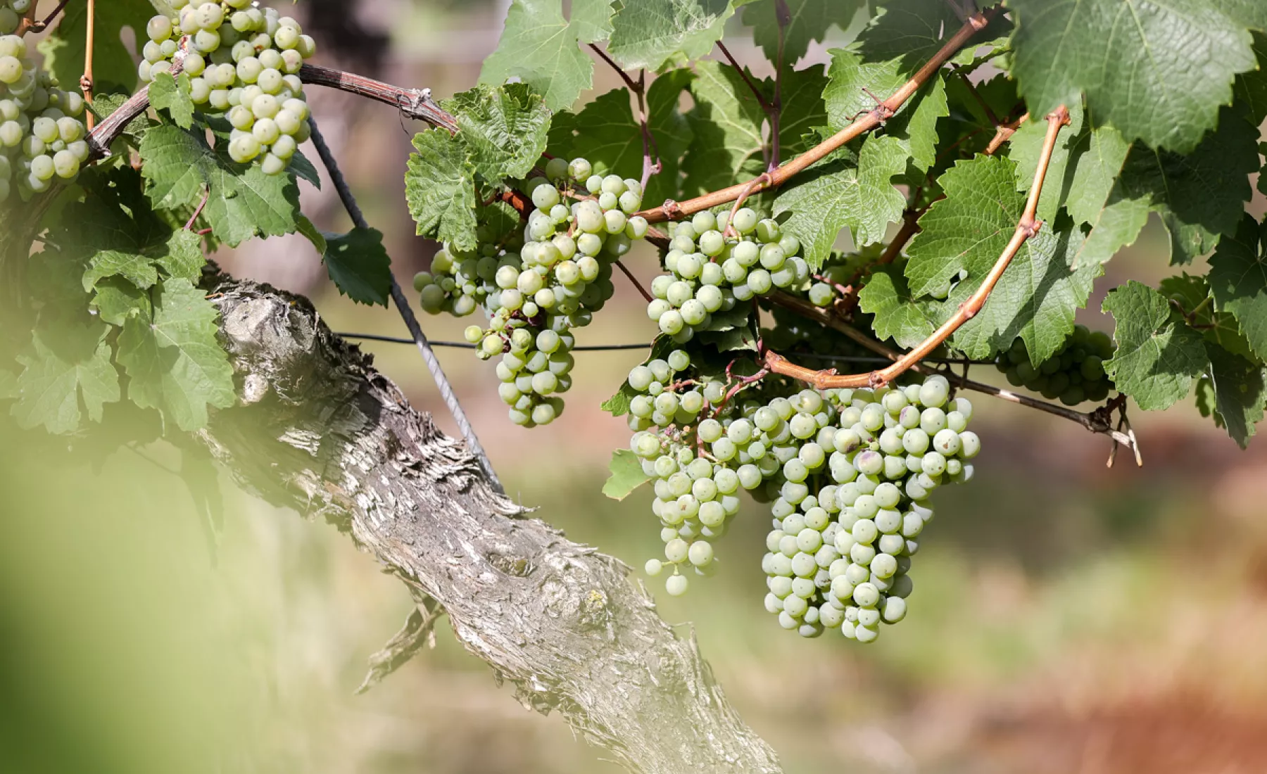 Trauben der Sorte «Riesling» reifen an einem Weinstock auf einem Weinberg der Obstproduktion Höhnstedt.