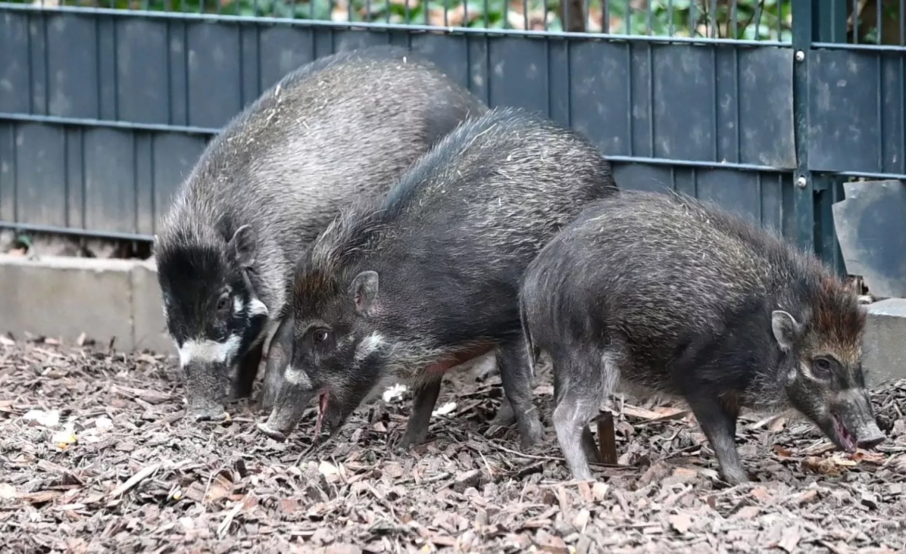 Die Pustelschweine sind Zootier des Jahres 2022