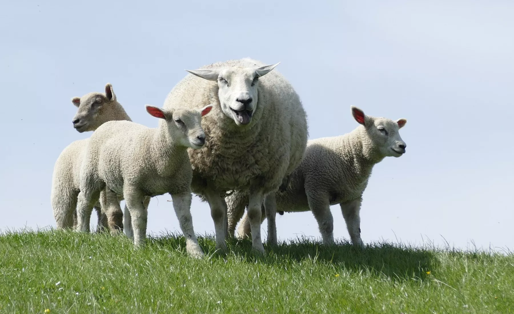 Schafe auf einer Weide