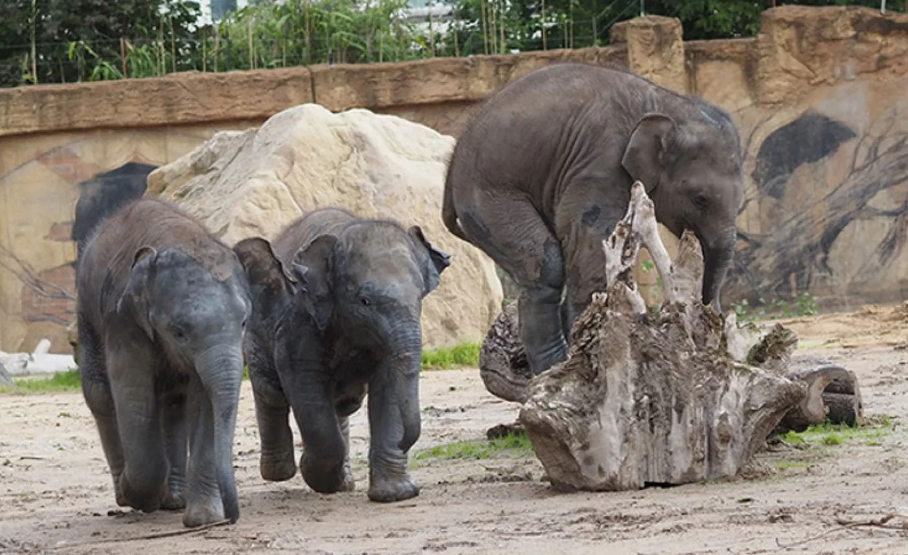Elefanten im Zoo Leipzig