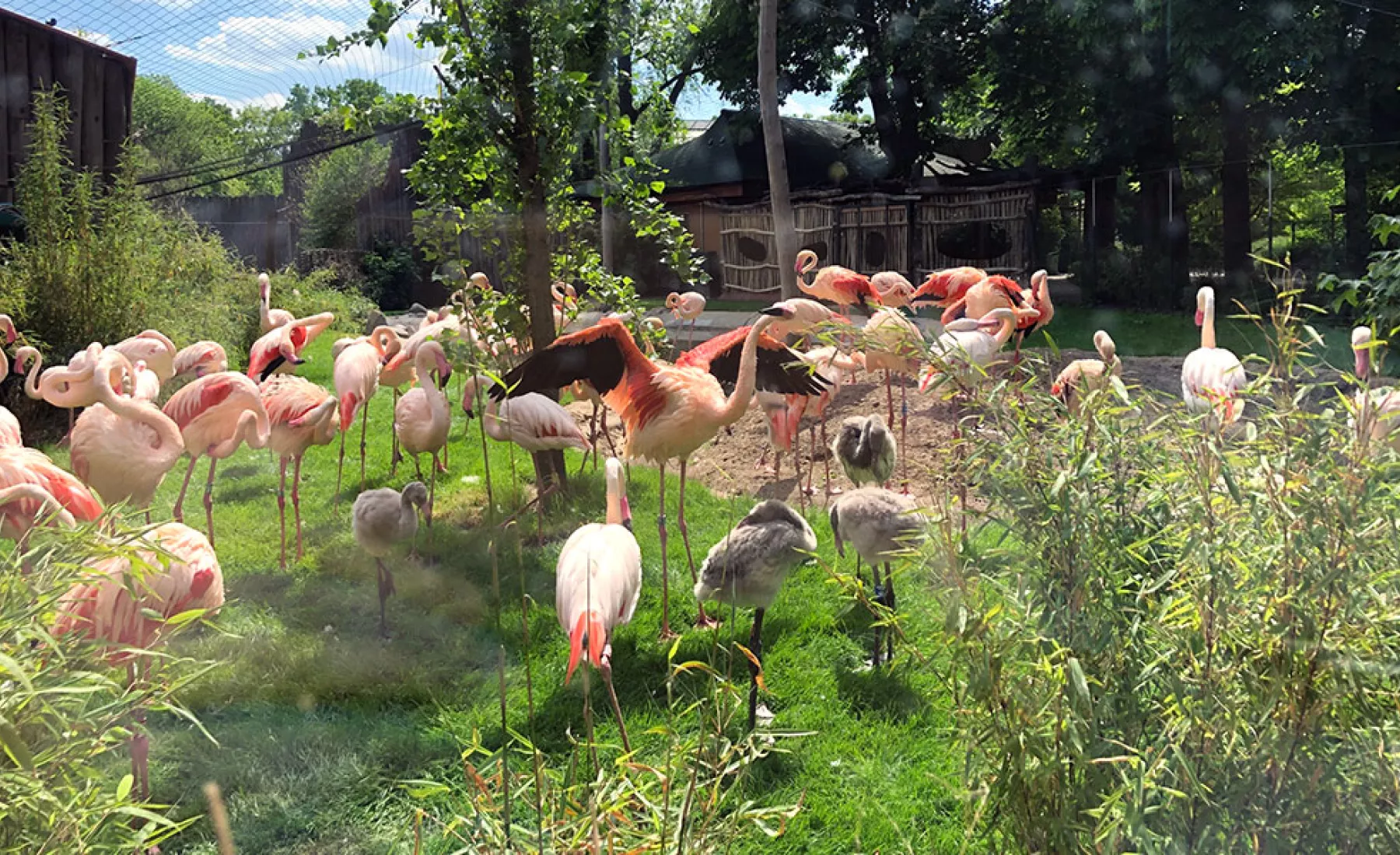 Flamingos im Zoo Magdeburg