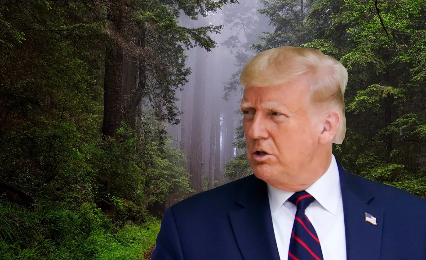 Trump im Wald