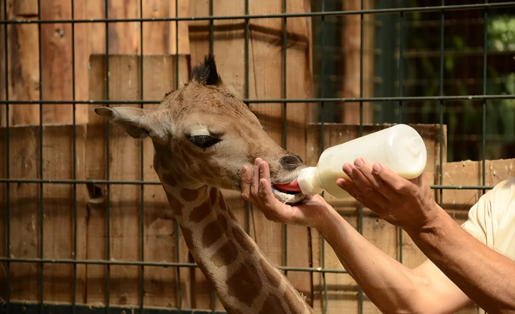 Fütterung Giraffenjunges