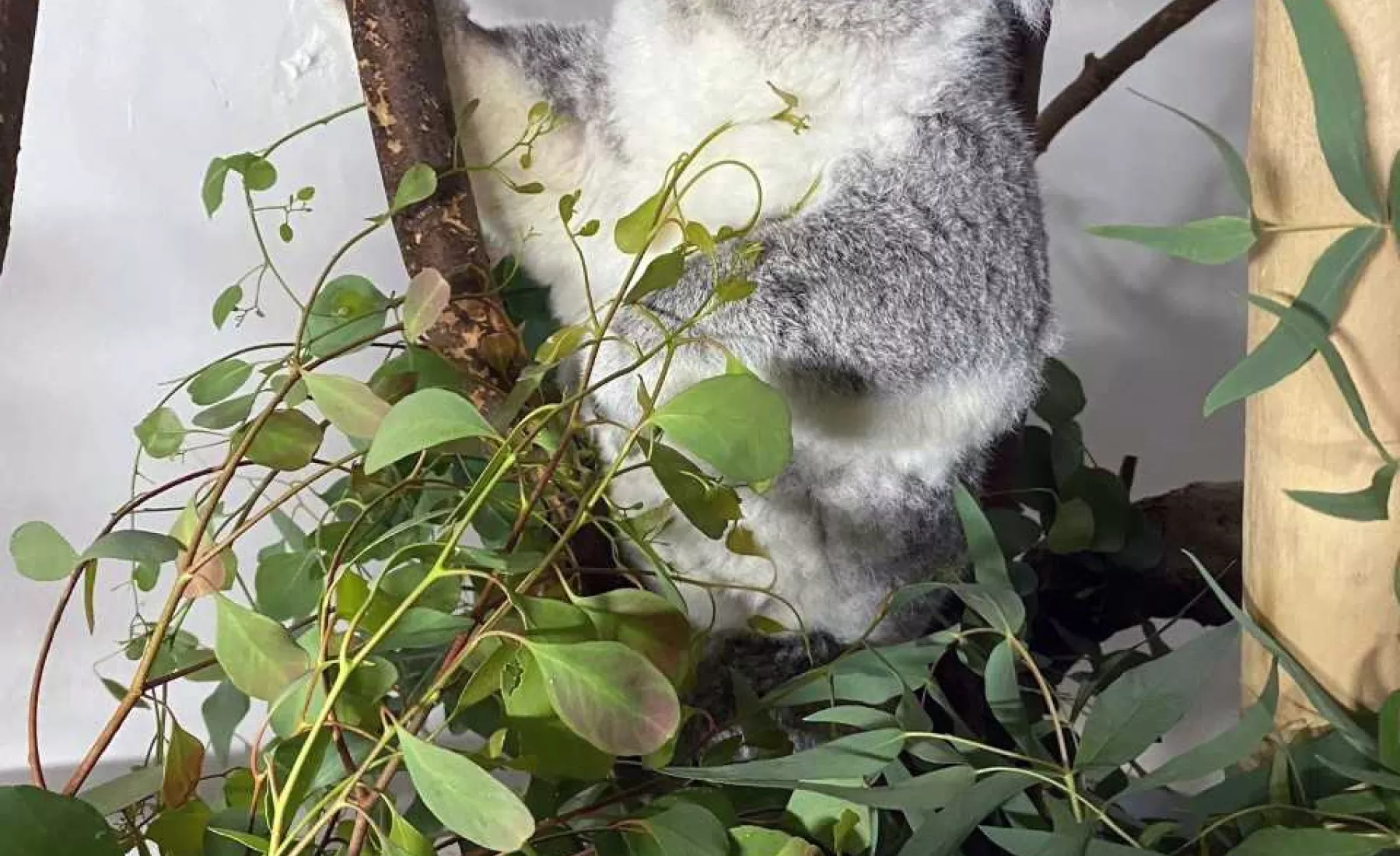 Koalaweibchen Wooli im Zoo Leipzig