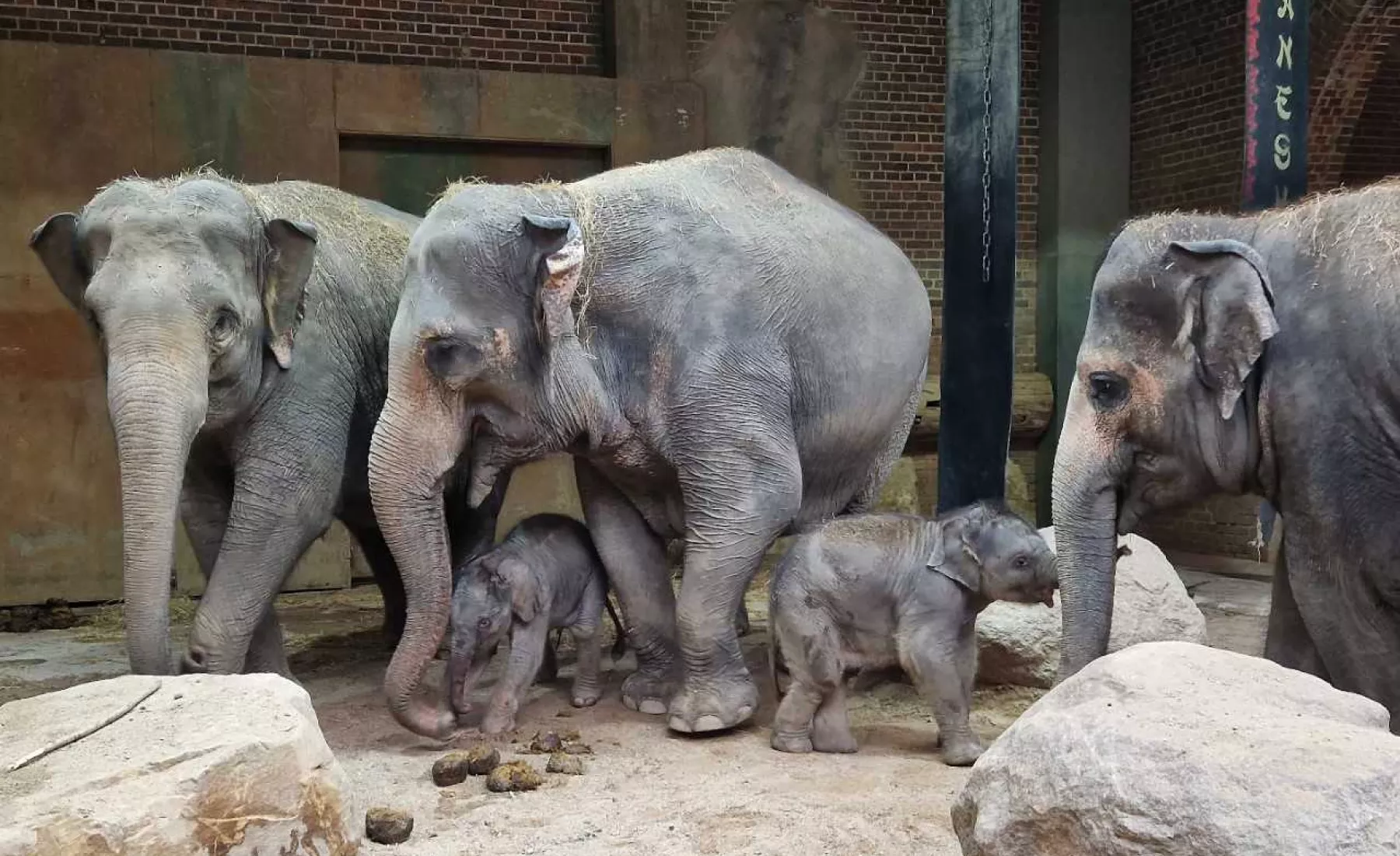  Elefantenbaby Zoo Leipzig
