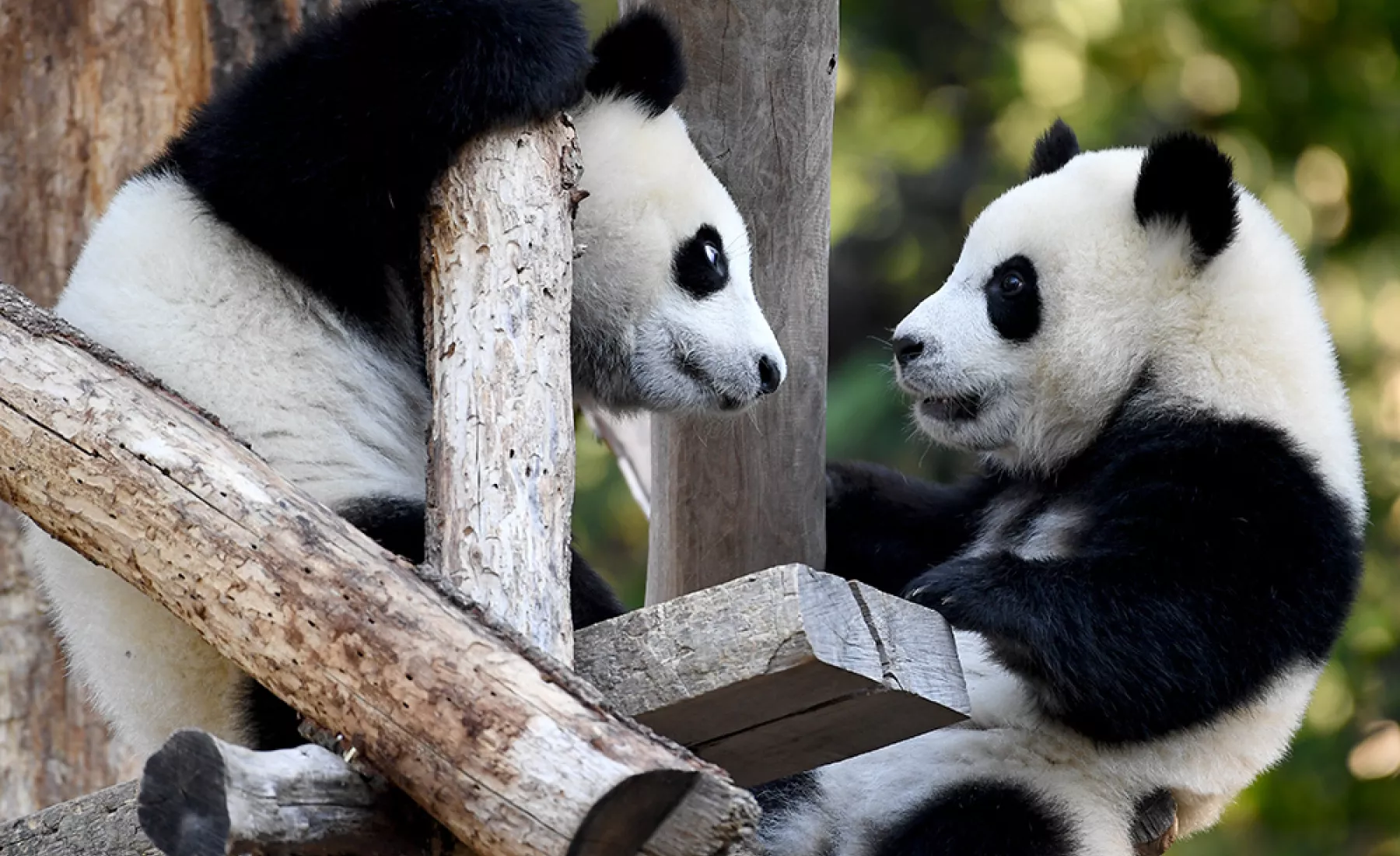 Panda-Zwillinge in Berlin
