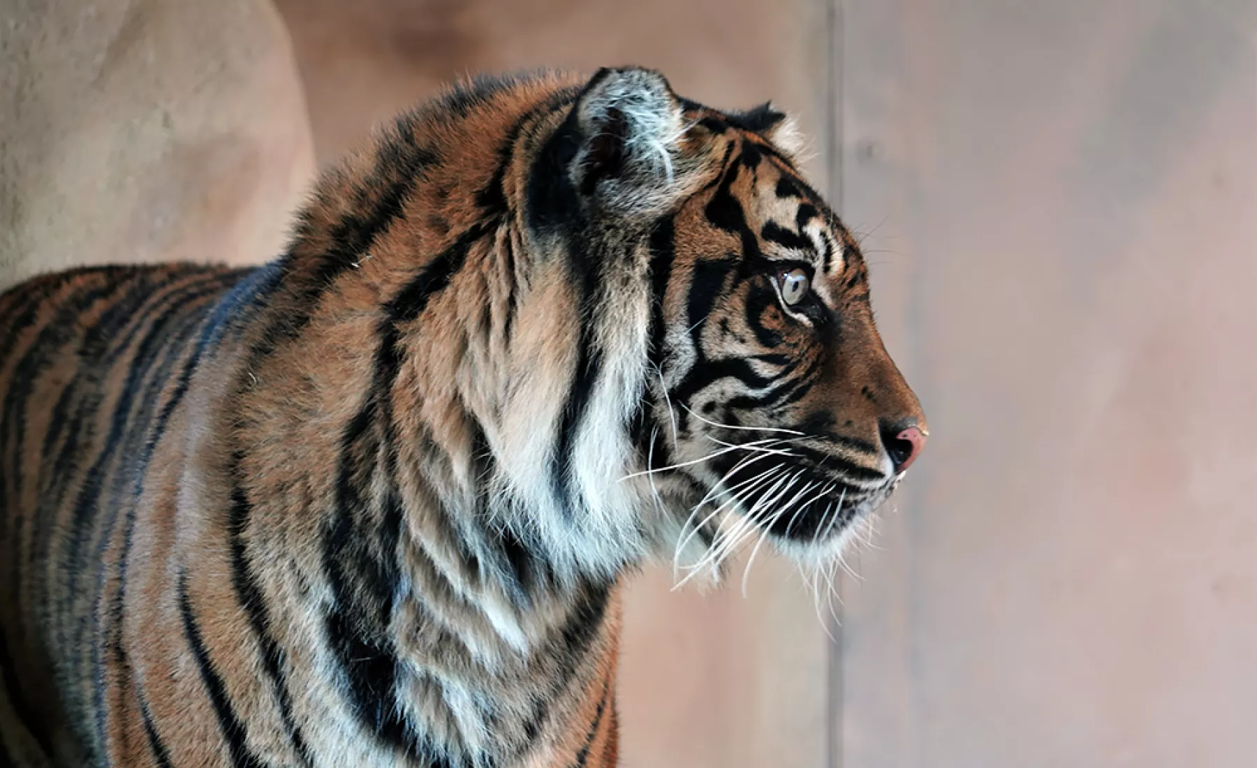 Sumatra-Tigerin Lara