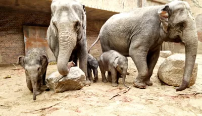 Leit-Kuh Kewa mit drei Elefantenbabys im Gehege des Leipziger Zoos