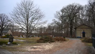Stümpfe der gefällten Friedhofsbäume