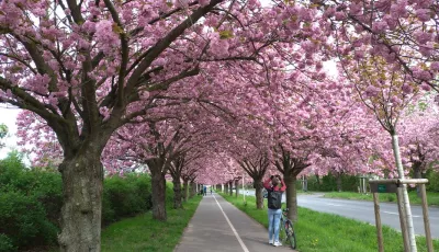 Holzweg Kirschblüte