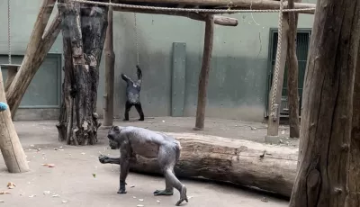 Schimpansen im Magdeburger Zoo
