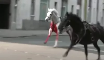 Entlaufene Pferde galoppieren durch Londoner Innenstadt