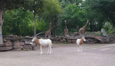 Säbelantilopen im Magdeburger Zoo