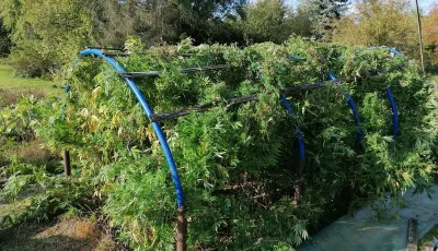 Cannabisplantage in Garten