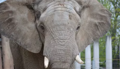 Elefantenbulle Abu