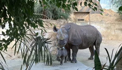 Das Nashornbaby mit seiner Mutter im Magdeburger Zoo