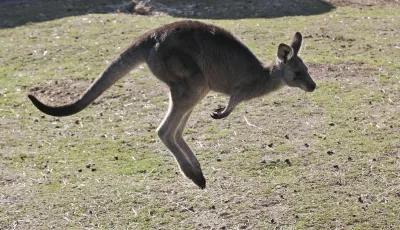 Symbolbild: Känguru