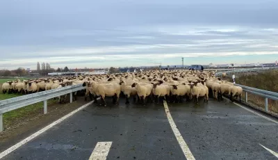 Schafe auf der Autobahn
