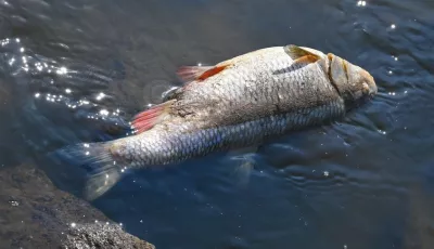 Ein toter Fisch liegt auf Steinen im flachen Wasser