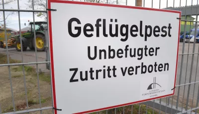 Ein Schild mit dem Schriftzug "Geflügelpest" hängt an einem Zaun eines Geflügelmastbetriebes in Rothenkirchen bei Rambin im Landkreis Vorpommern-Rügen.