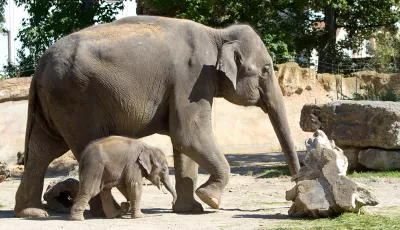 Elefanten, Zoo Leipzig