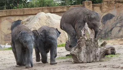Elefanten im Zoo Leipzig