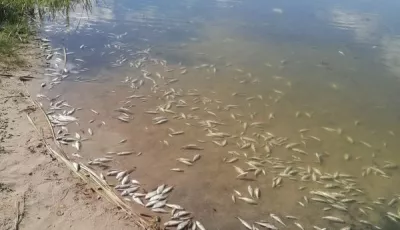 massenhaft Tote Fische im Parchauer See
