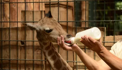 Fütterung Giraffenjunges