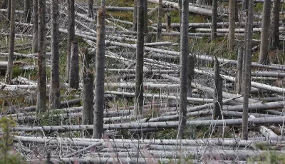 Totholz im Harz