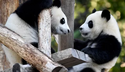 Panda-Zwillinge in Berlin